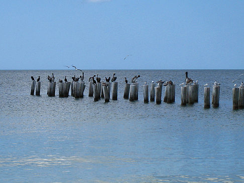 Foto Vögel am Strand - 
